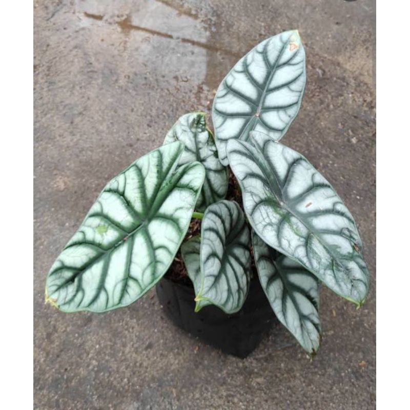 bubga dragon silver ukuran remaja daun 6+ bunga keladi tengkorak bunga dragon tengkorak