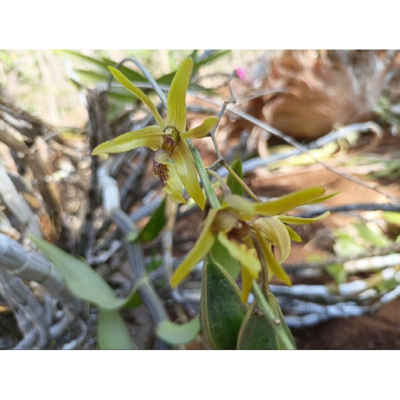 Anggrek Dendrobium Capra Dewasa/Anggrek Spesies