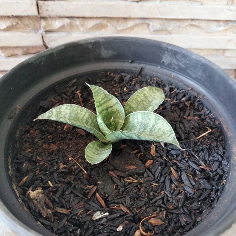 Sansevieria Marsha Anjani 002