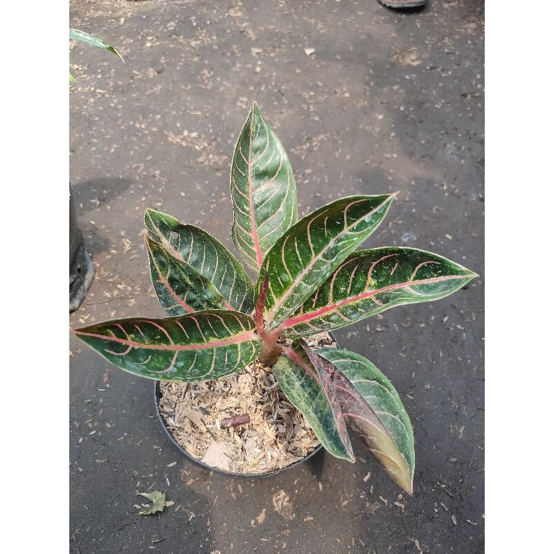 aglonema pride of Sumatra