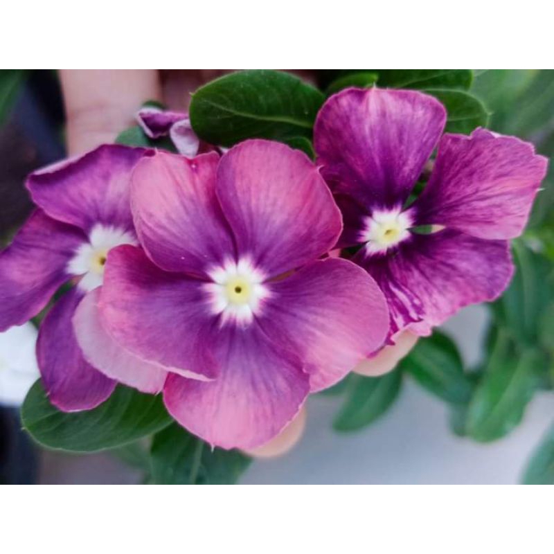 

biji/benih/seedvinca35butir