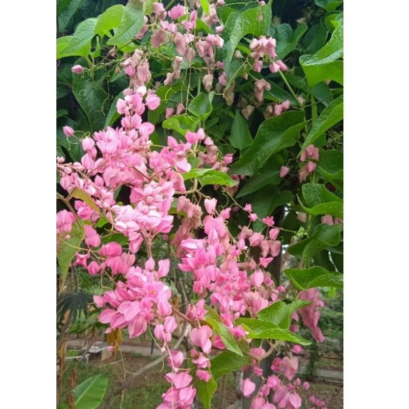 Bibit biji bunga air mata pengantin