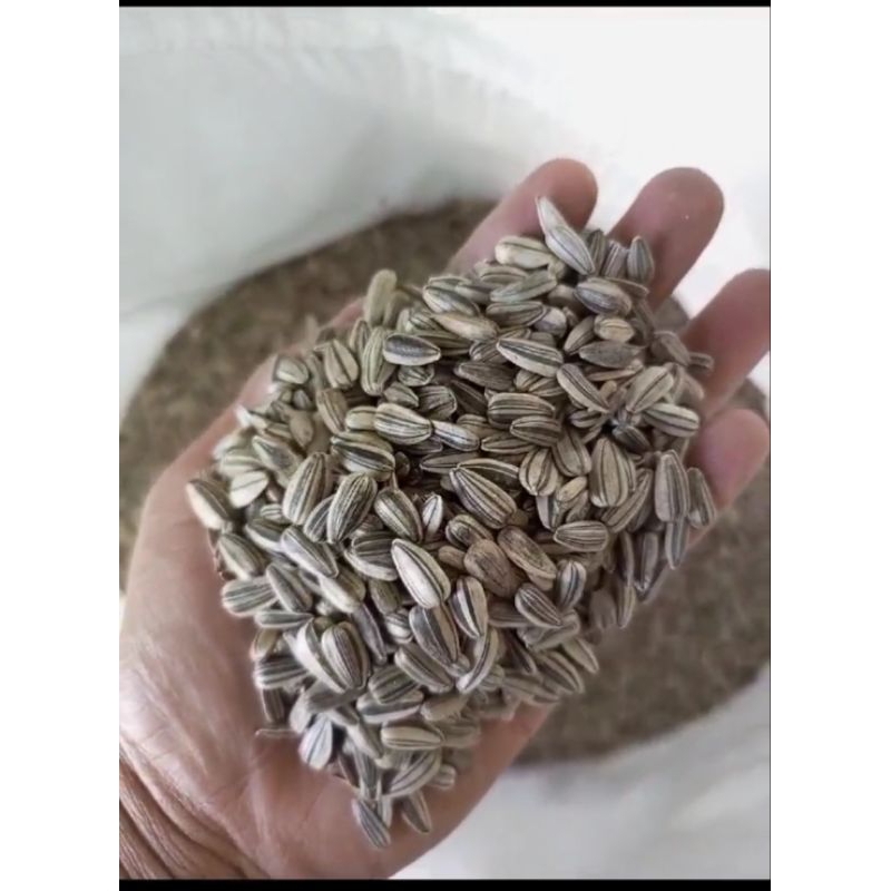 KWACI HITAM pakan burung