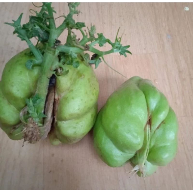 buah labu siam untuk bibit