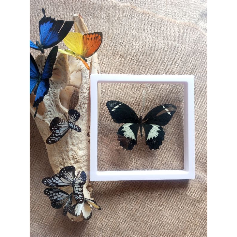 PAJANGAN HIASAN MEJA AWETAN KUPU KUPU HUTAN ASLI