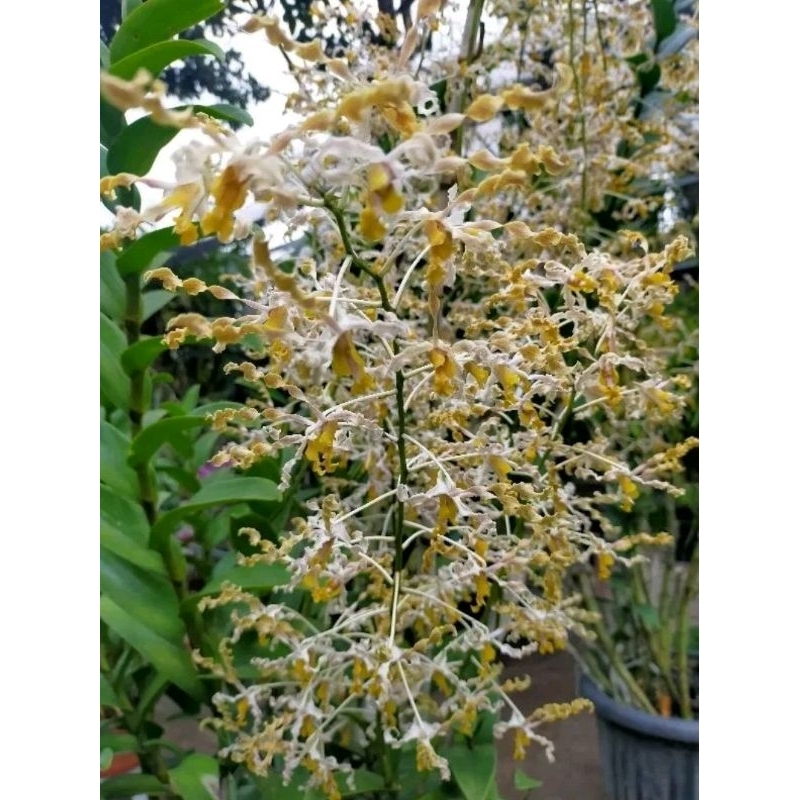 dendrobium discolor Tanimbar asli jungle