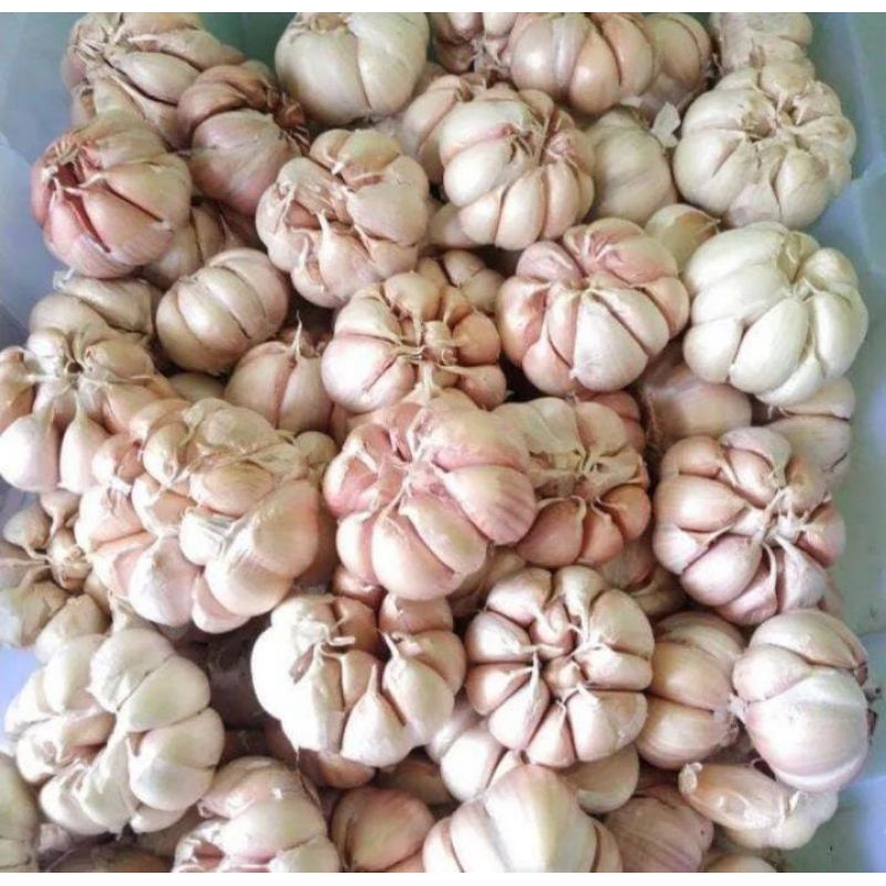

bawangputih