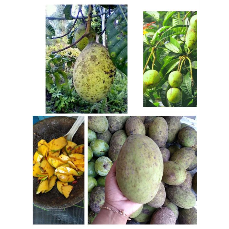 

Buah pakel limus buah bacang asli muda 1kg