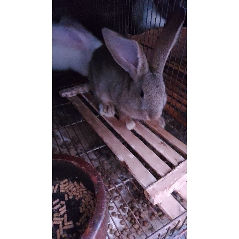 kelinci Flemish Giant anakan