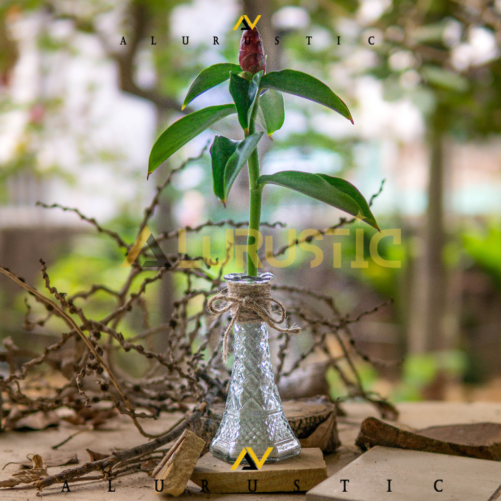 VAS BUNGA KACA BENING TALI RAMI / VAS KACA TALI RAMI / VAS KACA AESTHETIC / VASE / POT TANAMAN HIDRO