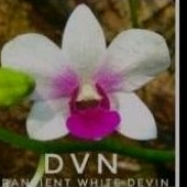 dendrobium DVN