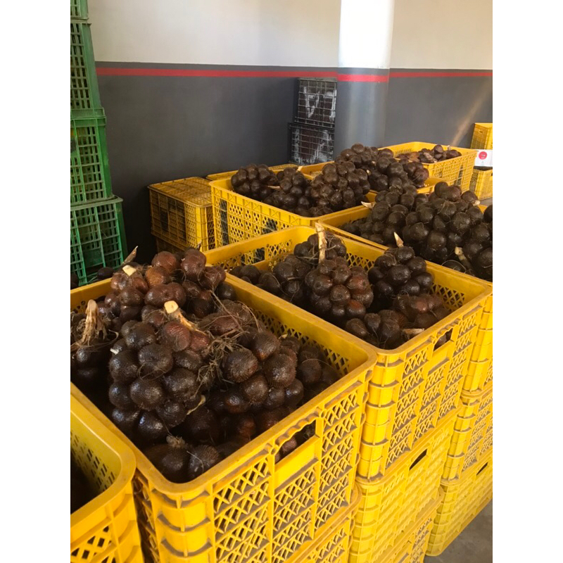 

salak pondoh grade A - untuk paket 3 kilo