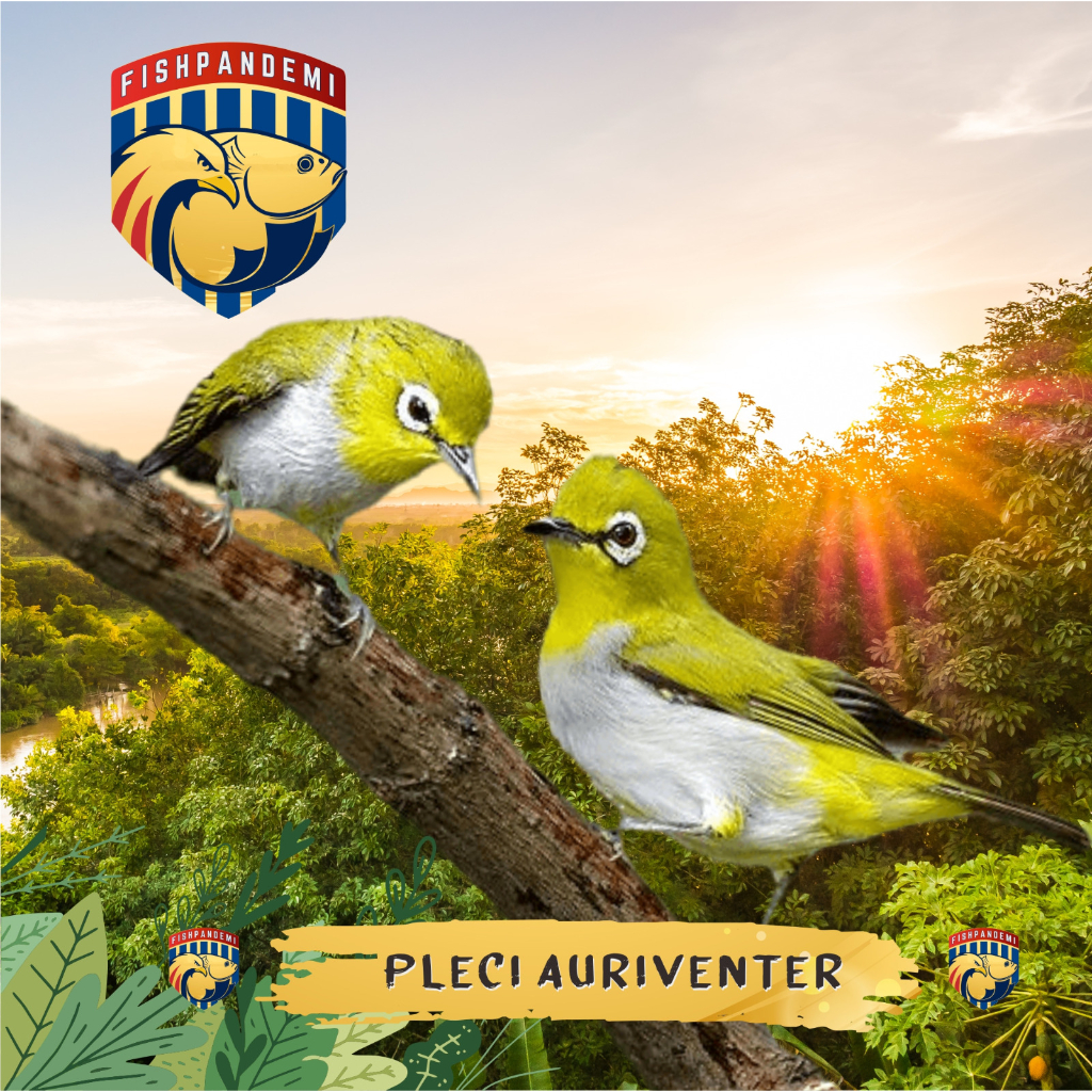 Pleci Auri/Pleci Pilihan Ketat Auriventer Jantan