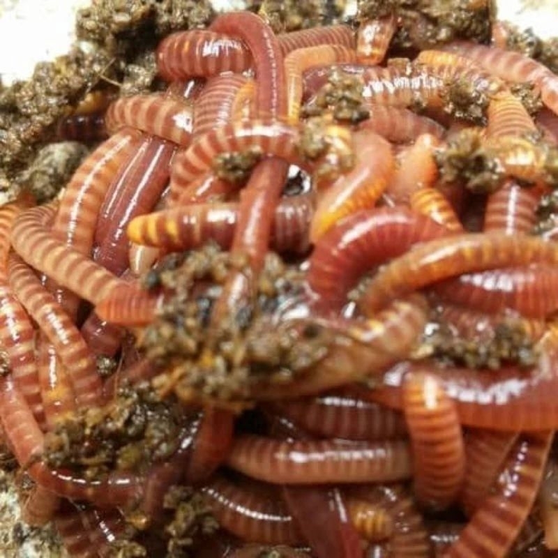 (1000gr) cacing tiger / cacing tanah tiger / pakan hidup