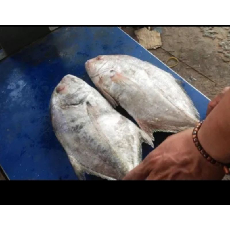 

ikan kue 1kg 2/3 ekor/kg