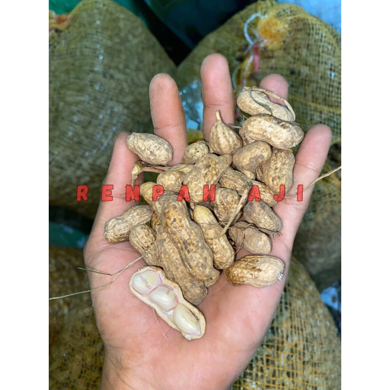

kacang tanah garuda biasa 1kg