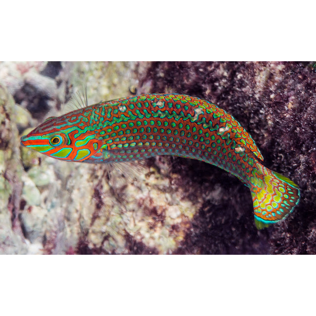 Keling Bayaman / Argus Wrasse / Pemakan Hama / Air Laut / Tankmate Nemo