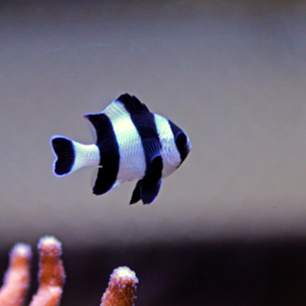 Ikan Betok Zebra / Striped Damselfish / Air Laut / Tankmate Nemo