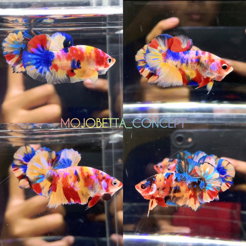 YELLOW BASE MULTY + PACK