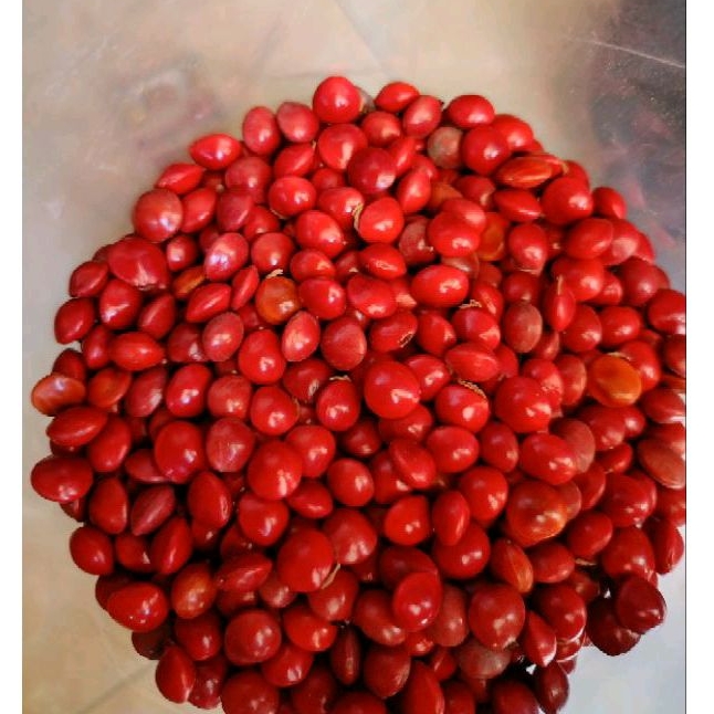 

Biji Saga Merah 1kg