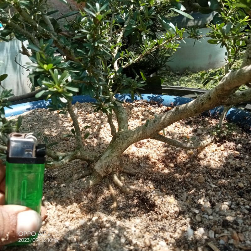 saeng simbur super mikro vietnam