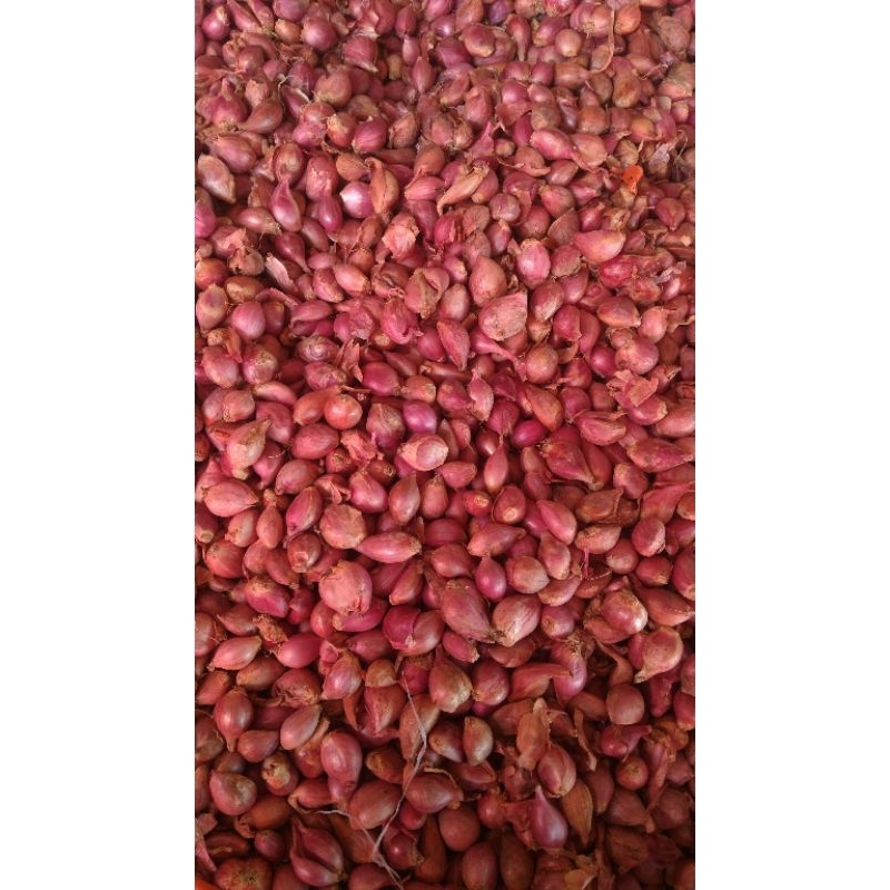 

bawang merah ampera