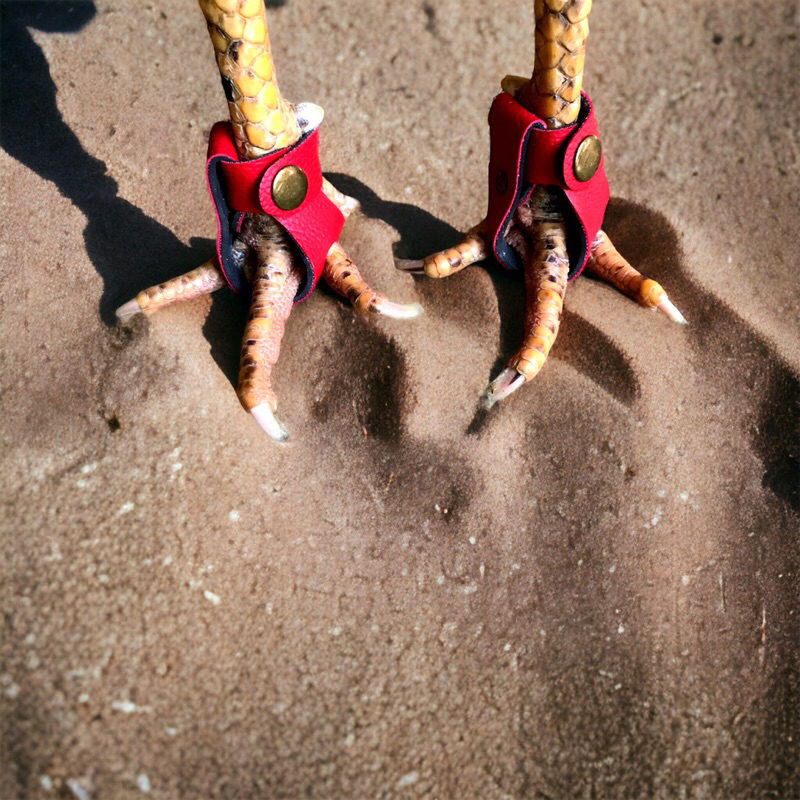 sepatu ayam anti bubul untuk ayam philipin peru dan lainnya big size untuk ayam bangkok ayam petarun