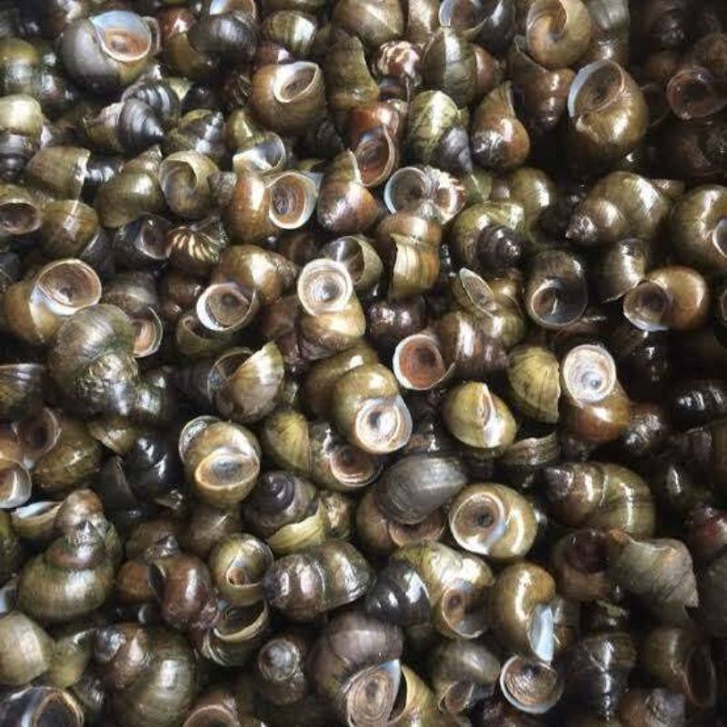 

jual keong sawah pres berat 1kg orderan khusus daerah jawa