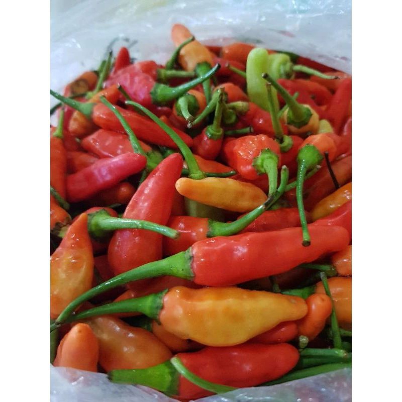 

Cabe Rawit Merah 100-500gram / Cabai Rawit Merah Segar