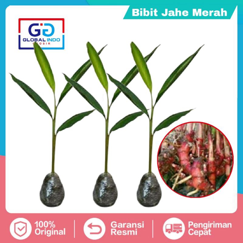 BIBIT JAHE MERAH SIAP TANAM /BATANG JAHE MERAH SUPER /BIBIT JAHE MERAH ORGANIK