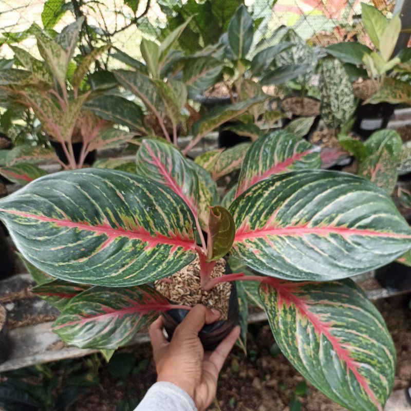 aglonema red borju dewasa MURAH