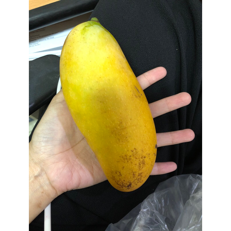 

mangga golek per500gram-1kg