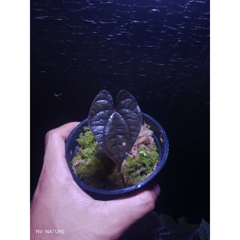 Tanaman-sirih piper red luccky-sp borneo