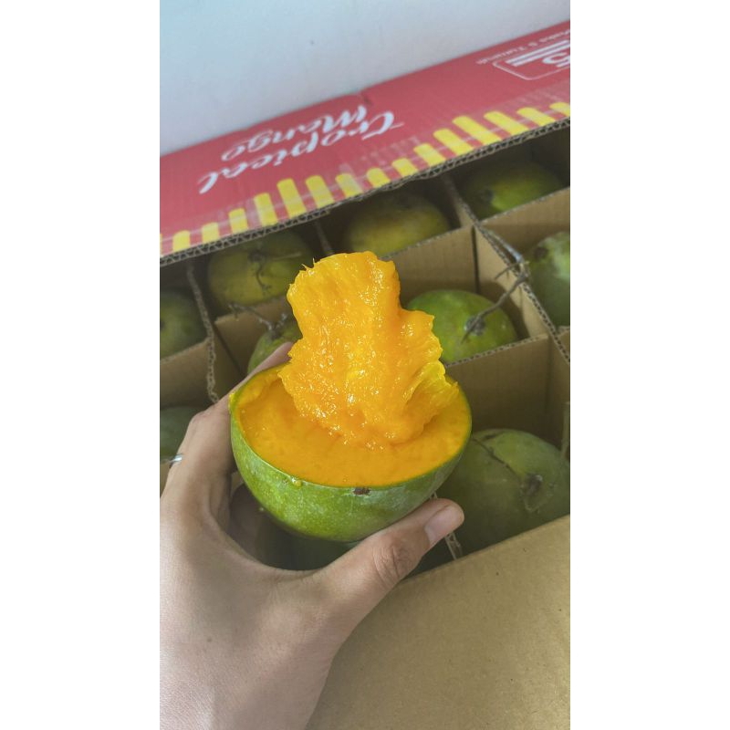 

Mangga alpukat