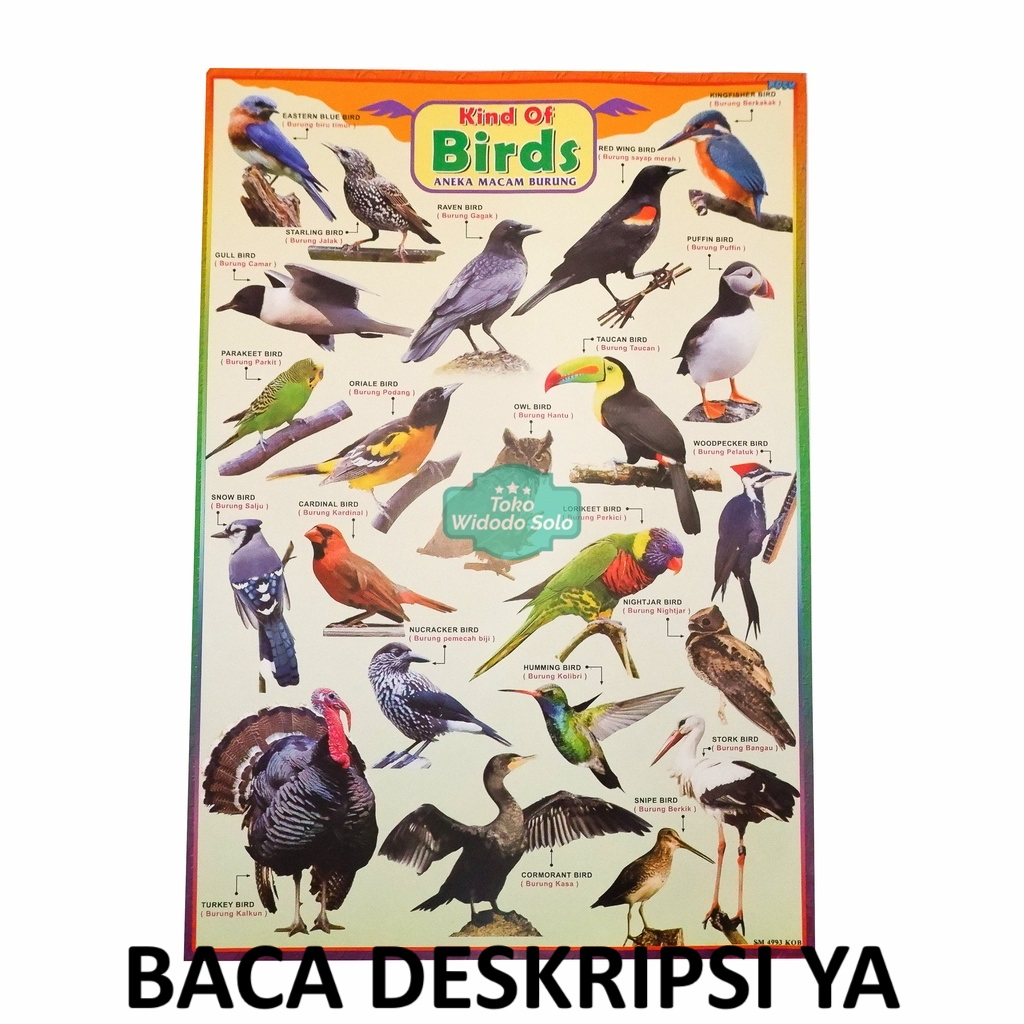 

1 LEMBAR Poster Edukasi Burung 35x50cm