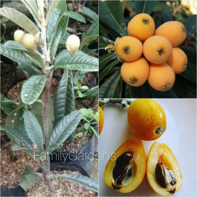 Bibit Tanaman Buah Leci Biwa / Leci Kuning / Leci Loquat