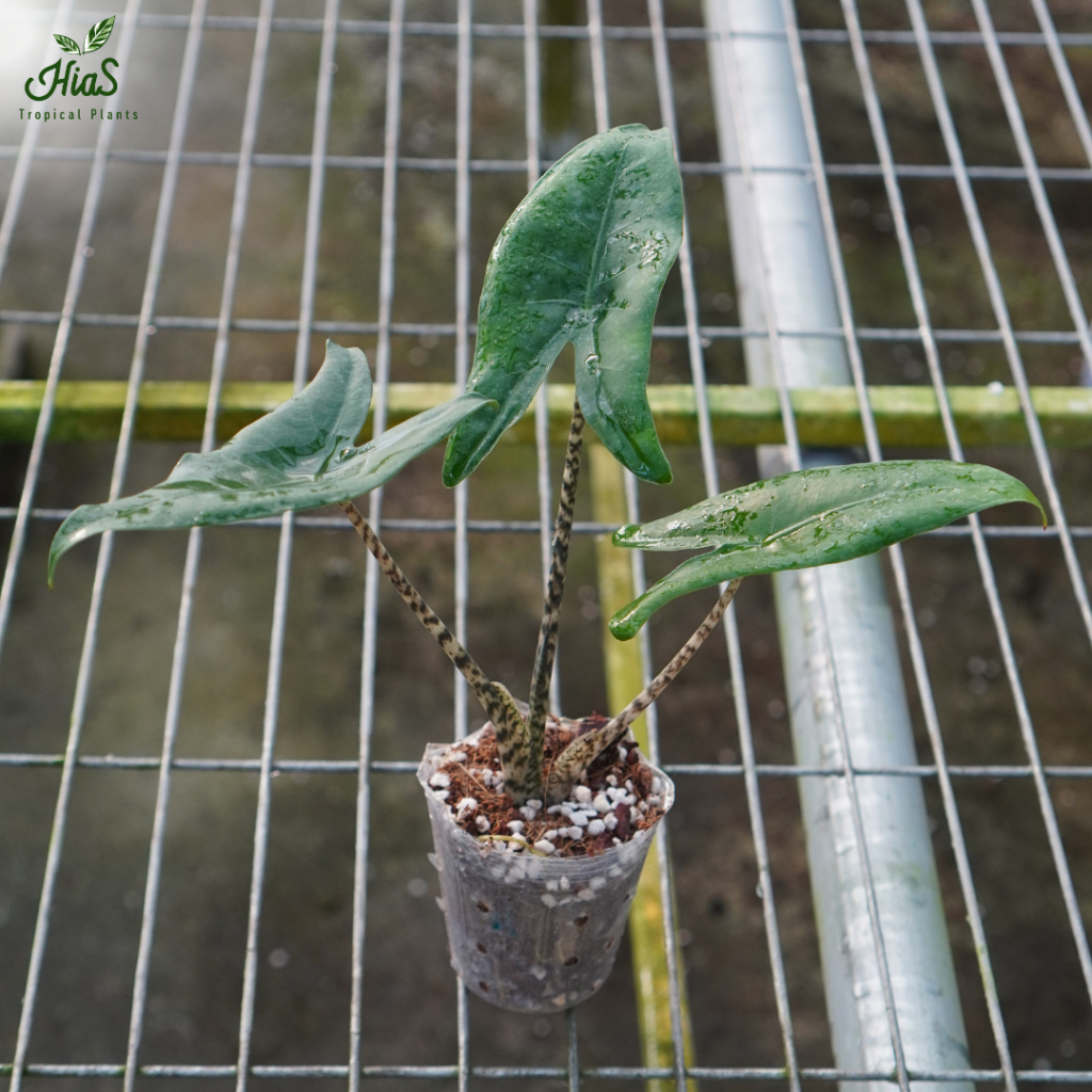 Tanaman Hias Bunga Promo Alocasia Zebrina Little Hiastropical