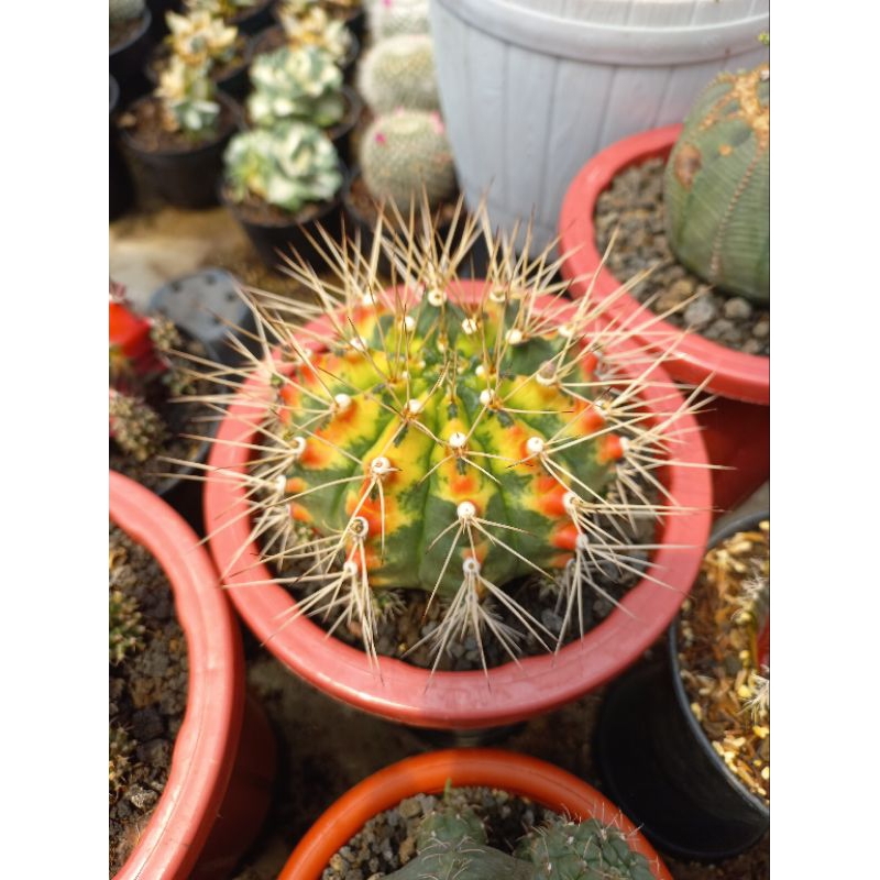 Kaktus Gymnocalycium Cat's Eye