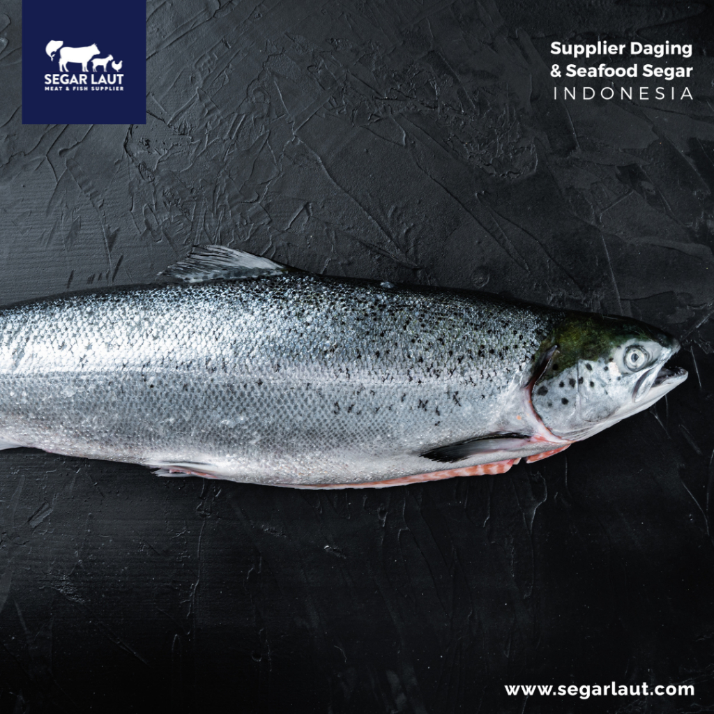 

IKAN SALMON UTUH | FROZEN FRESH | ATLANTIC SALMON