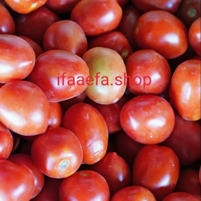

Buah Tomat Asli Murah 250gr
