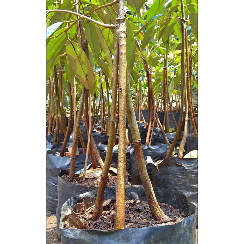 Bibit Durian Montong Kaki 3 Okulasi