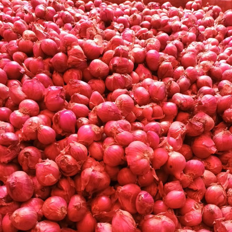 

BAWANG MERAH