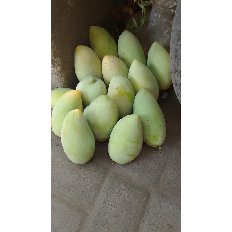 

mangga