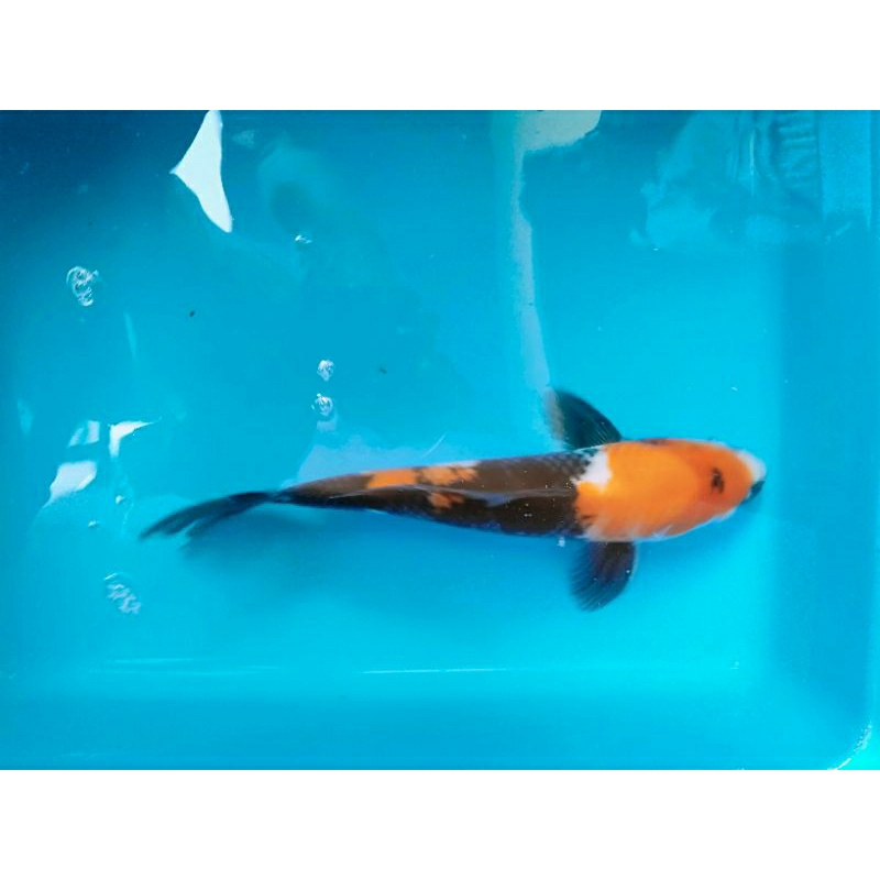 koi ukuran 20-35cm