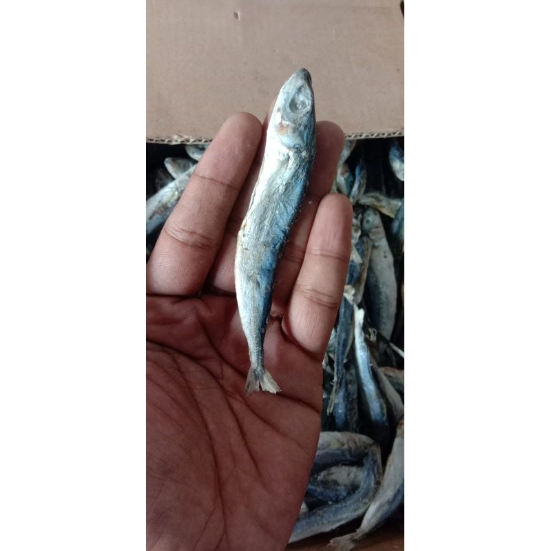 

KLOTOK KECIL 250gr / IKAN LAYANG / IKAN BENGGOL / IKAN ASIN