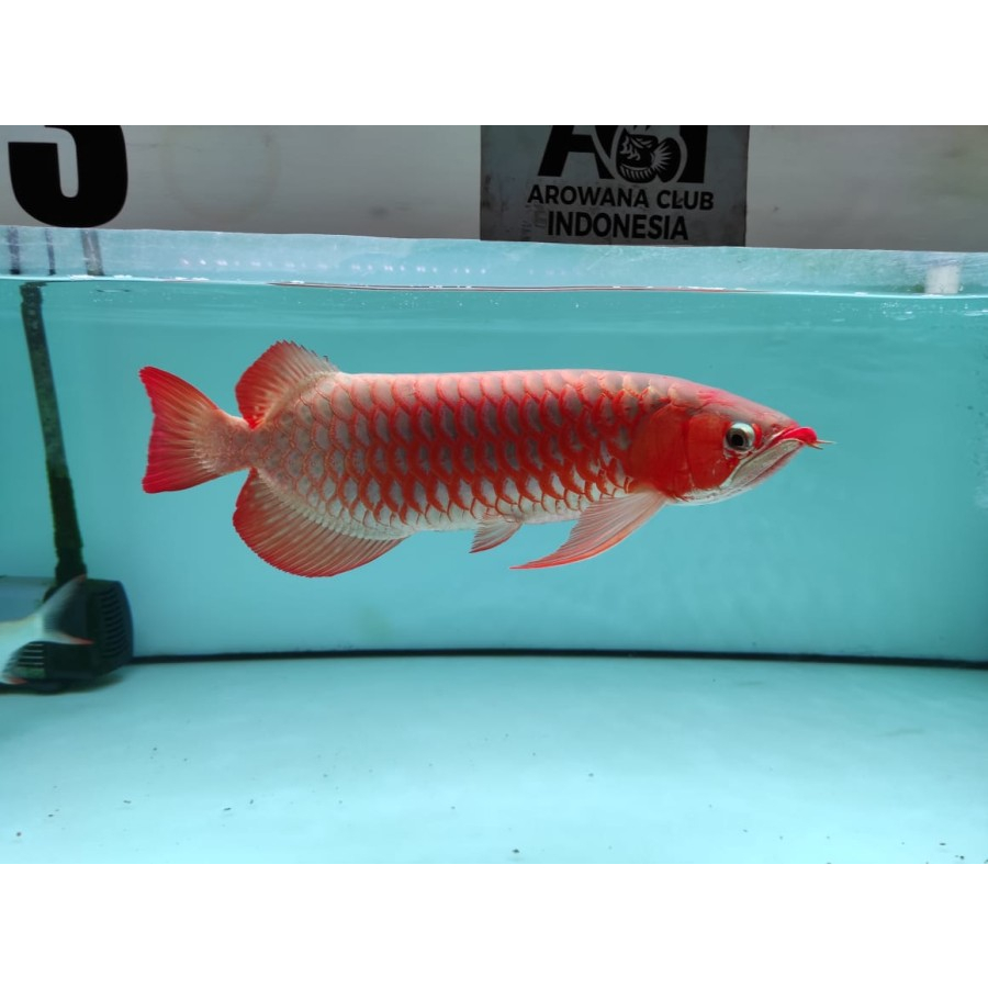 Ikan Arwana Super Red 45cm+