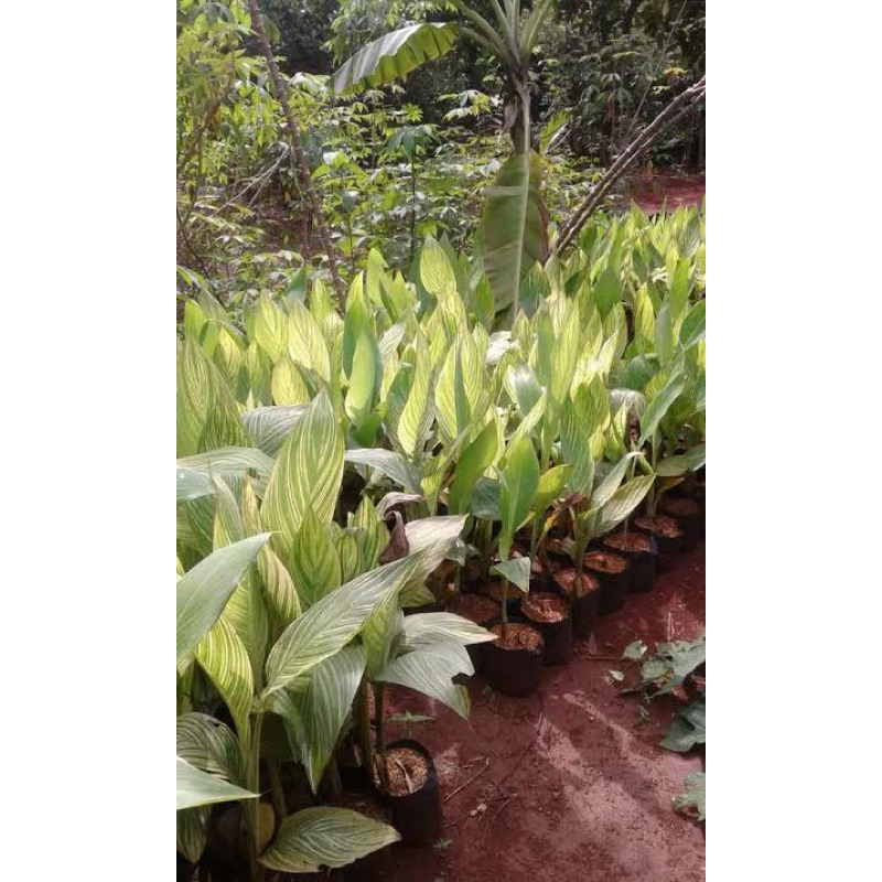 Canna Kuning/Merah Tanaman Hias Bunga Tasbih