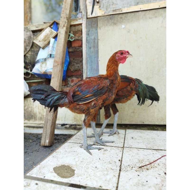 ayam pelung calon jumbo
