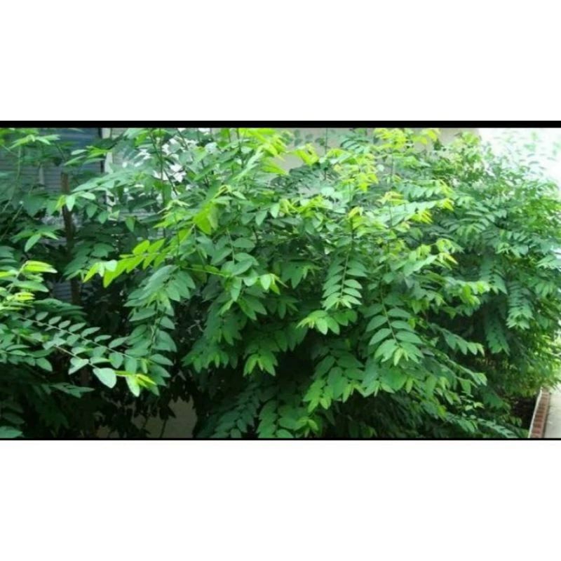 katuk daun katuk bibit katuk sayur katuk tanaman katuk