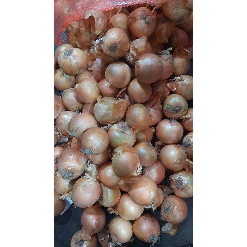 

Bawang bombay fresh segar Import 250gr